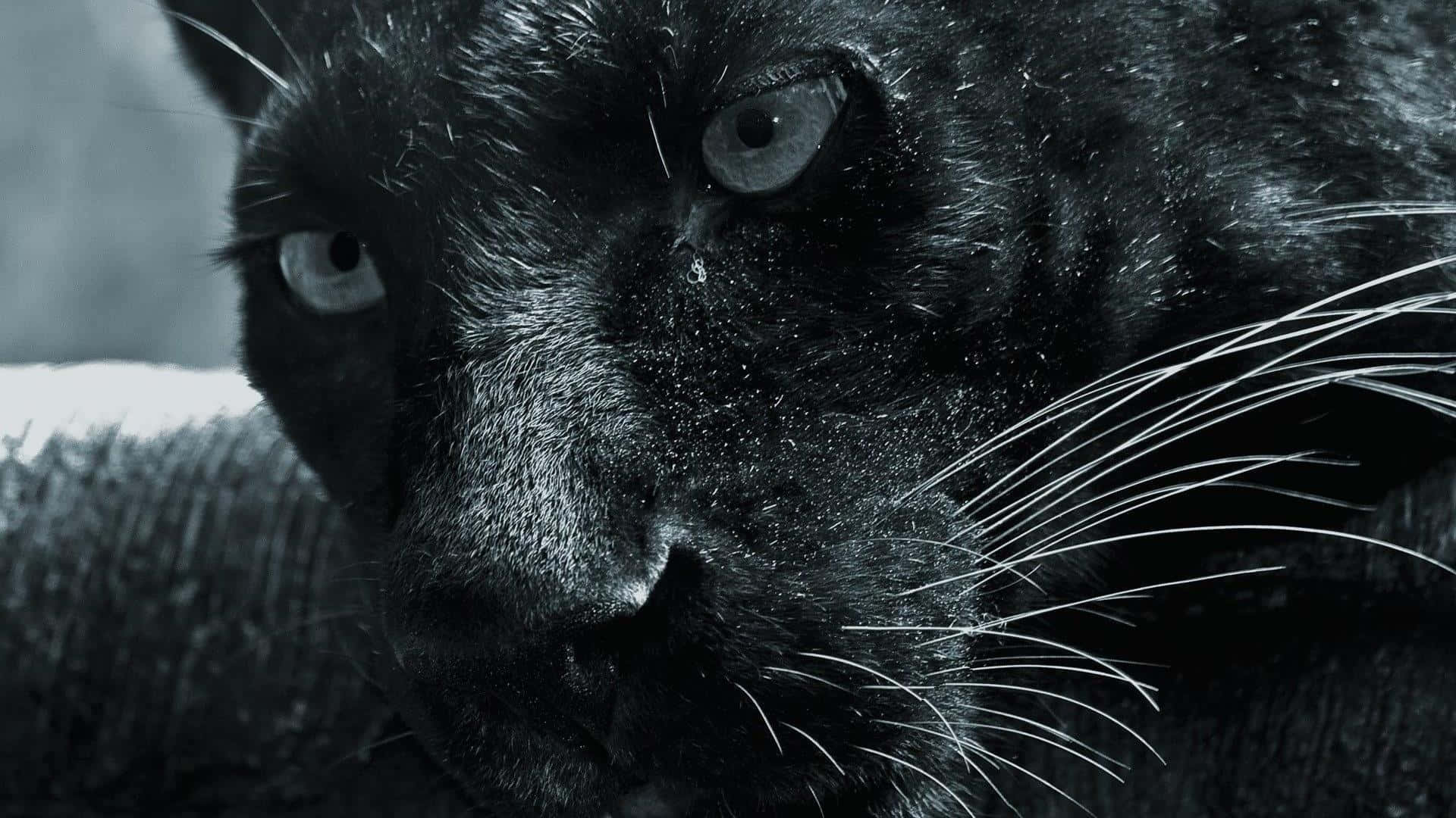 black panther, piercing eyes, wet fur, Full HD Desktop Wallpaper