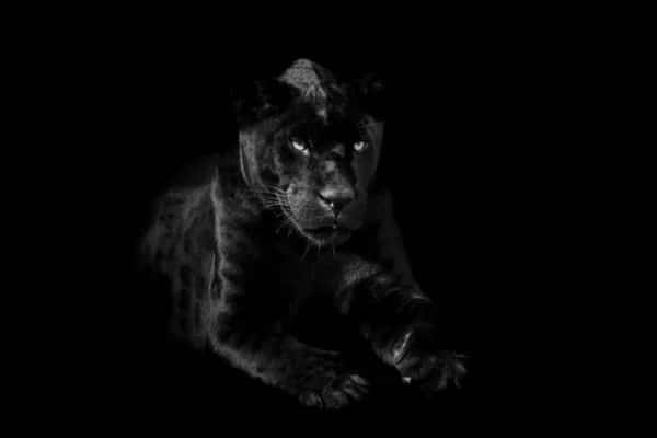 black panther, glowing eyes, total darkness, SD Desktop Wallpaper