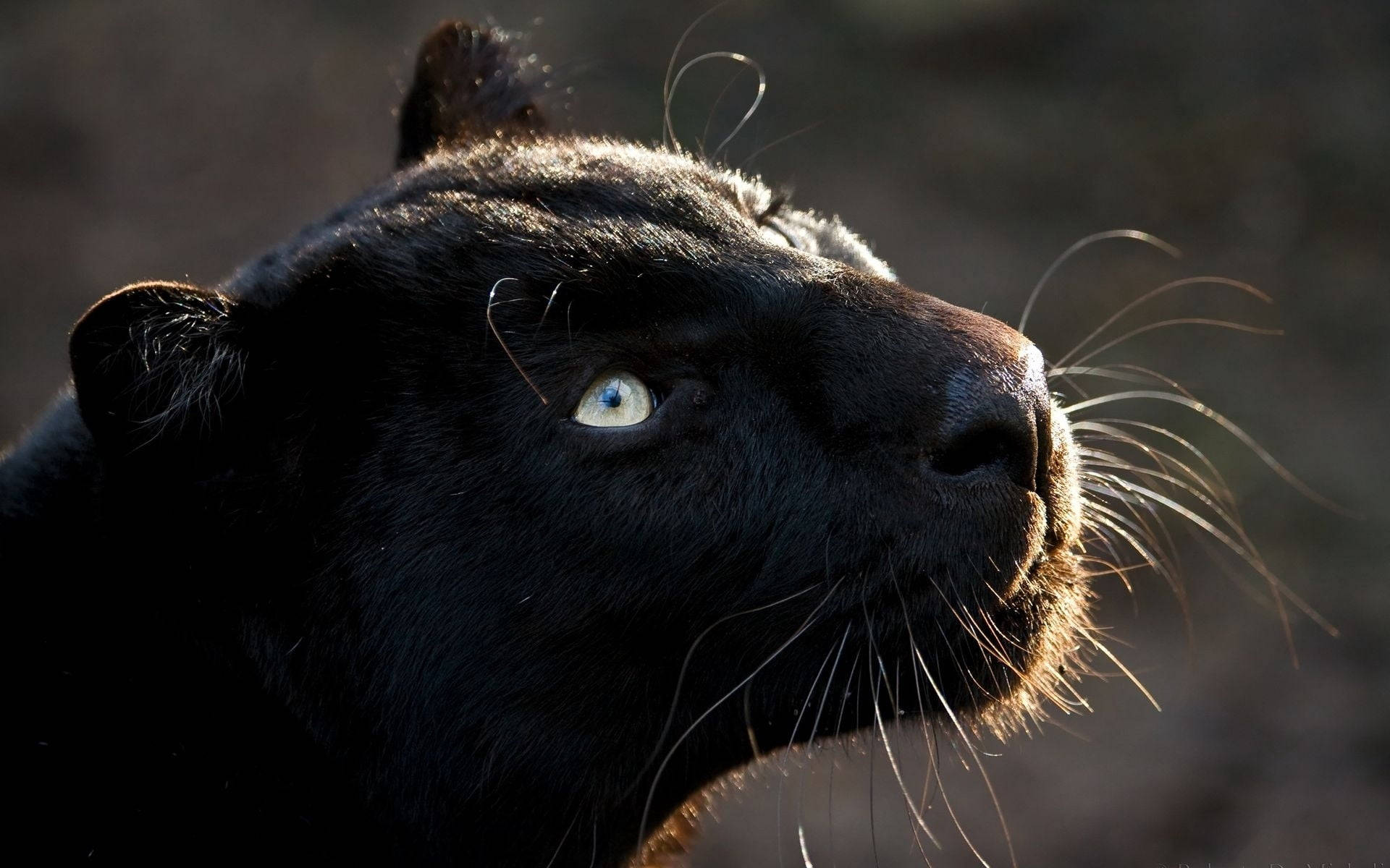 Black Panther, piercing yellow eyes, sunlit whiskers, Full HD Desktop Wallpaper