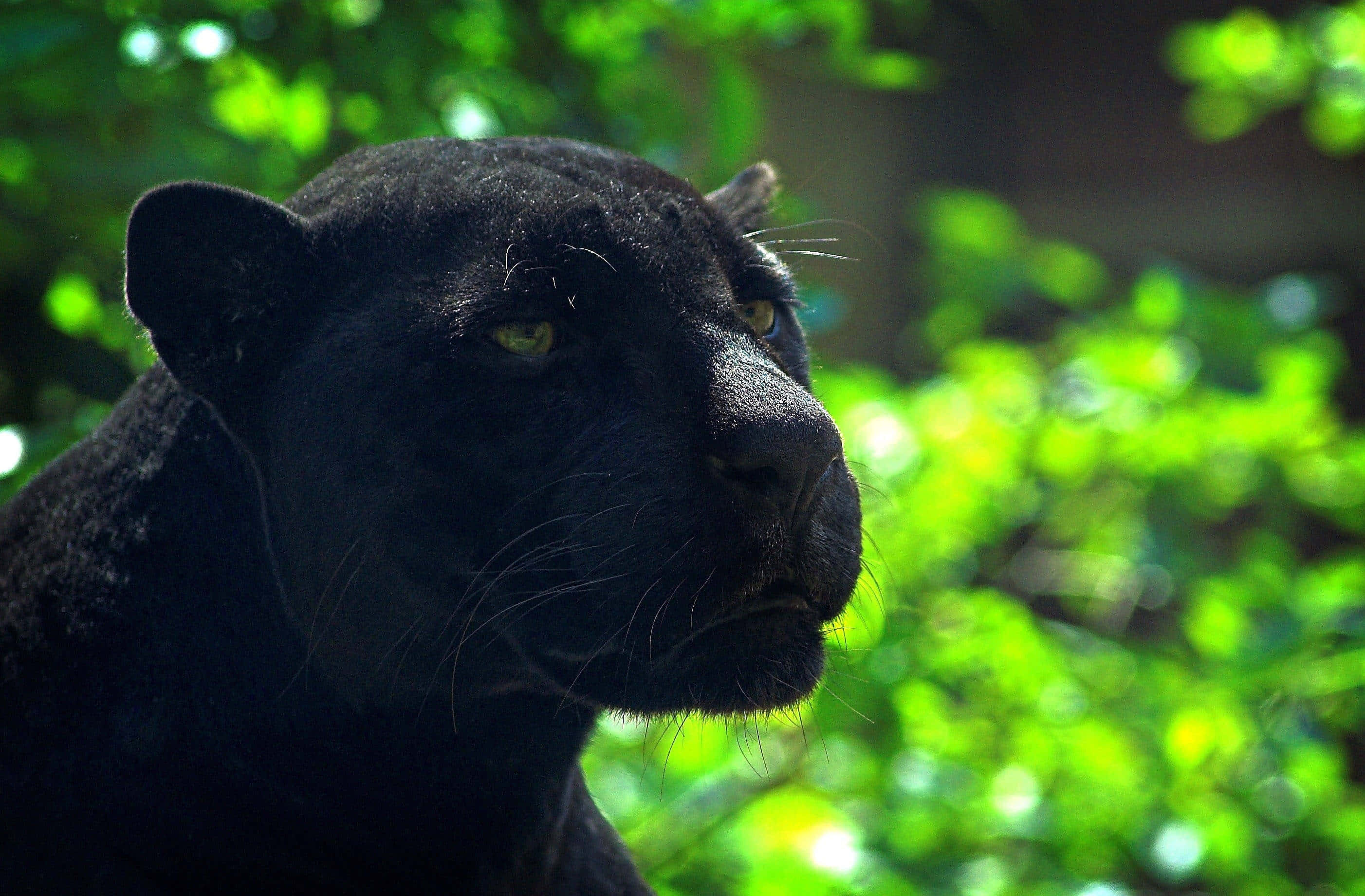 black panther, glowing yellow eyes, sunlit green forest, 2K Desktop Wallpaper
