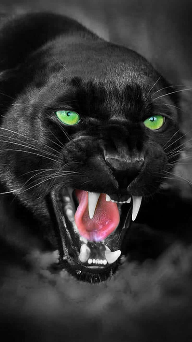 Black Panther, glowing green eyes, bared teeth, HD Phone Wallpaper