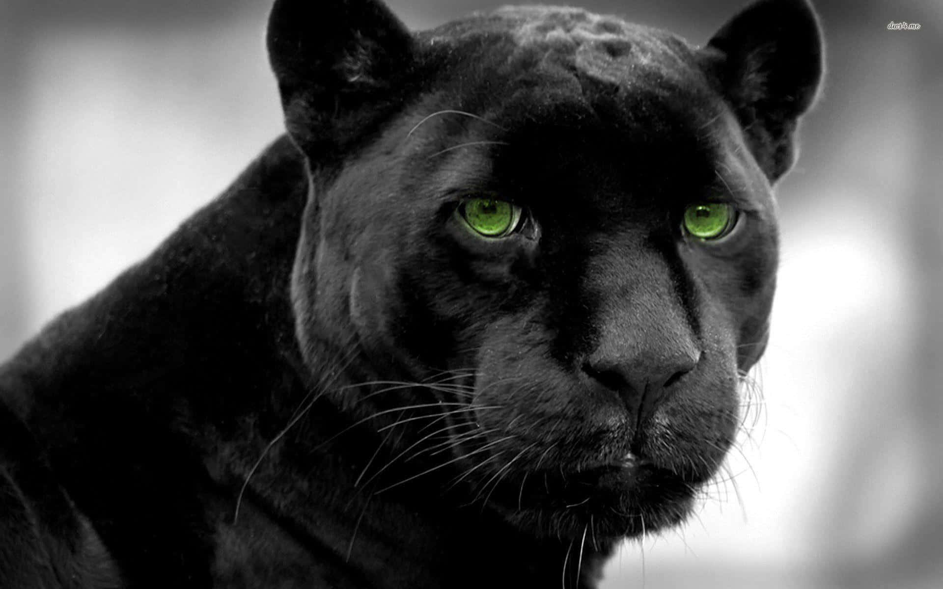 Black Panther, piercing green eyes, blurred monochrome background, Full HD Desktop Wallpaper