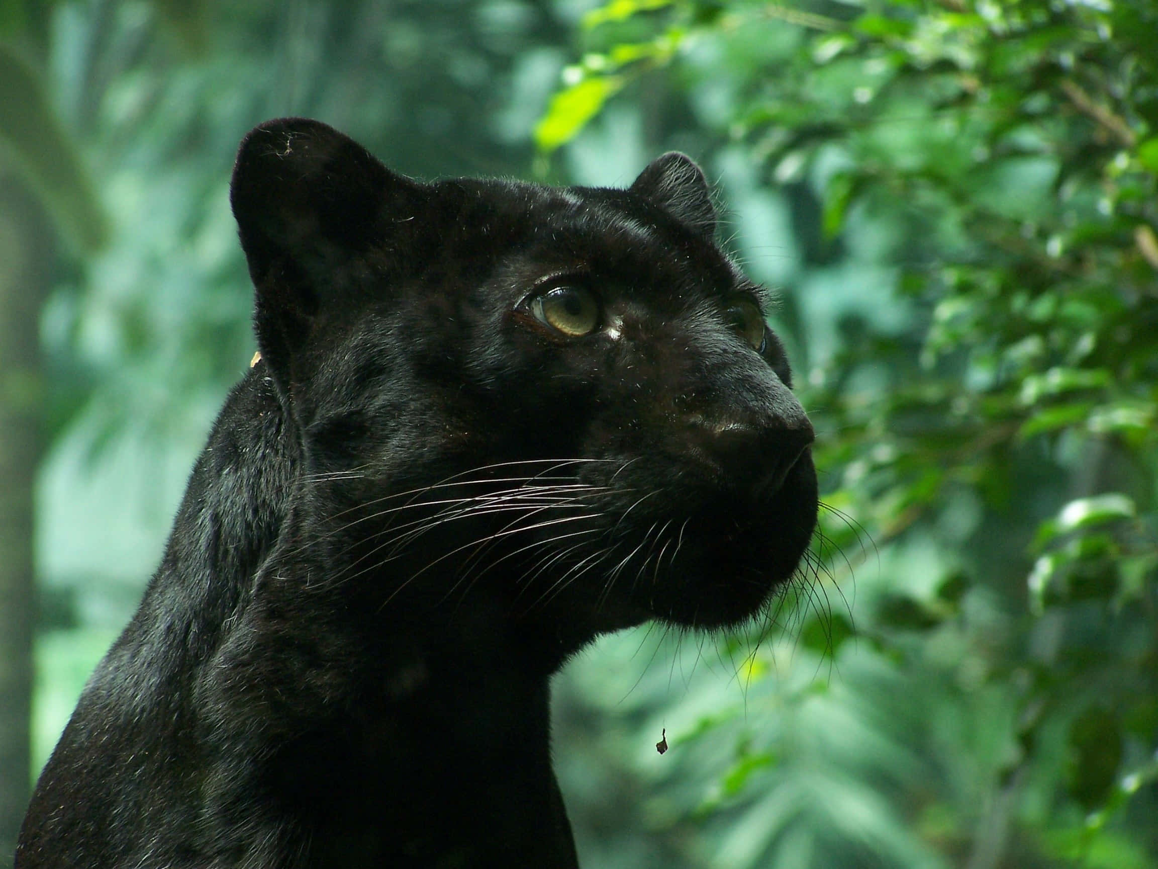 Black Panther, piercing yellow eyes, lush green foliage, Full HD Desktop Wallpaper