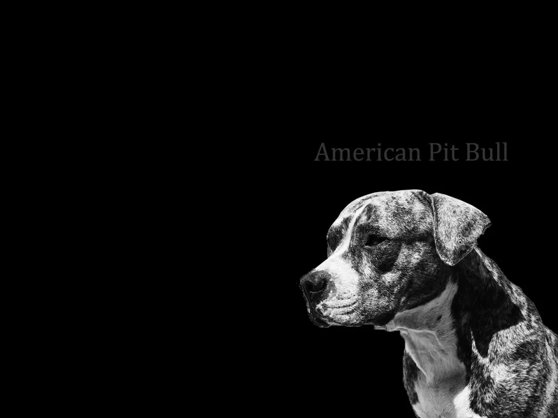 Black Pitbull