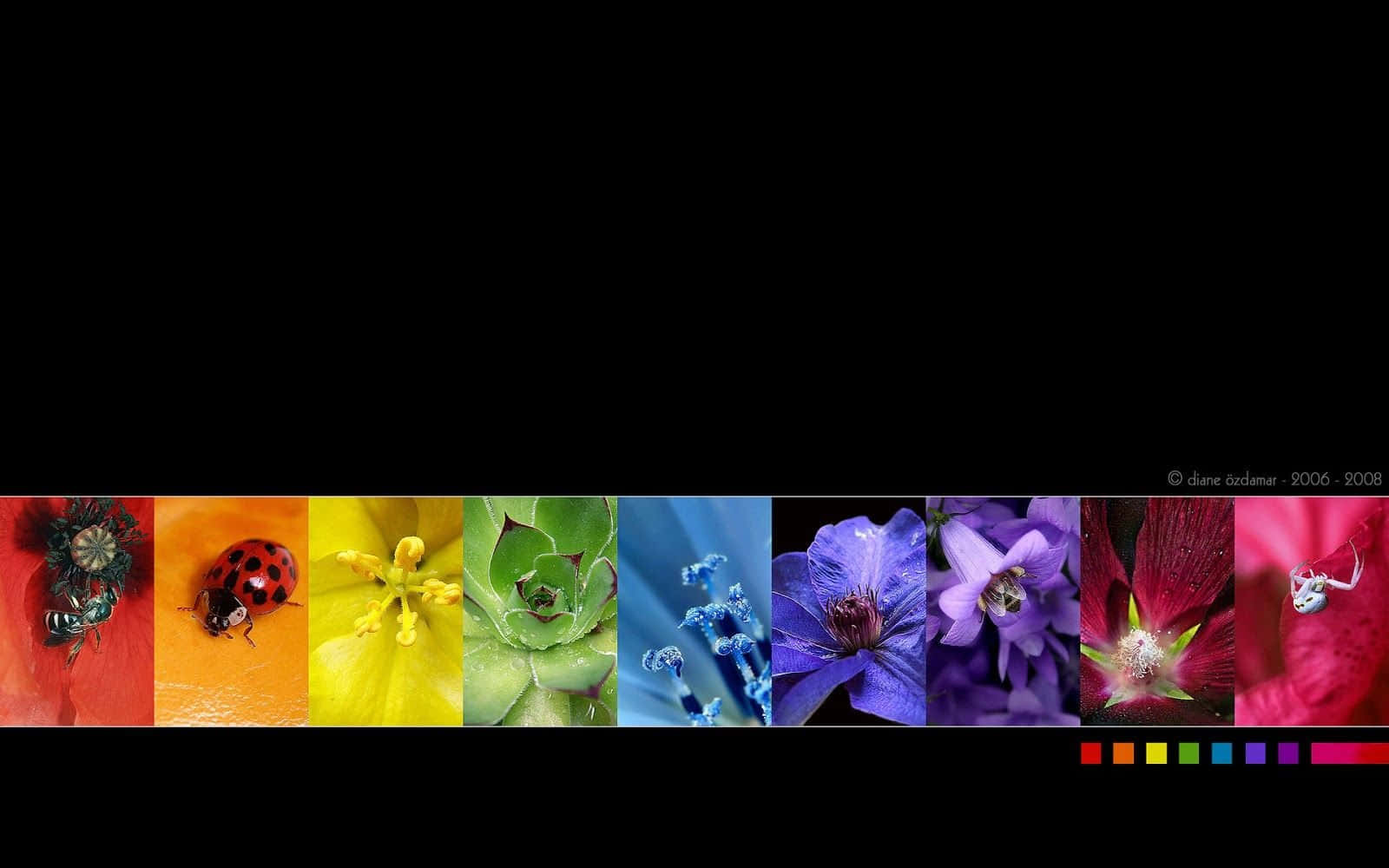 Black Rainbow, ladybugs, flowers, HD Desktop Wallpaper