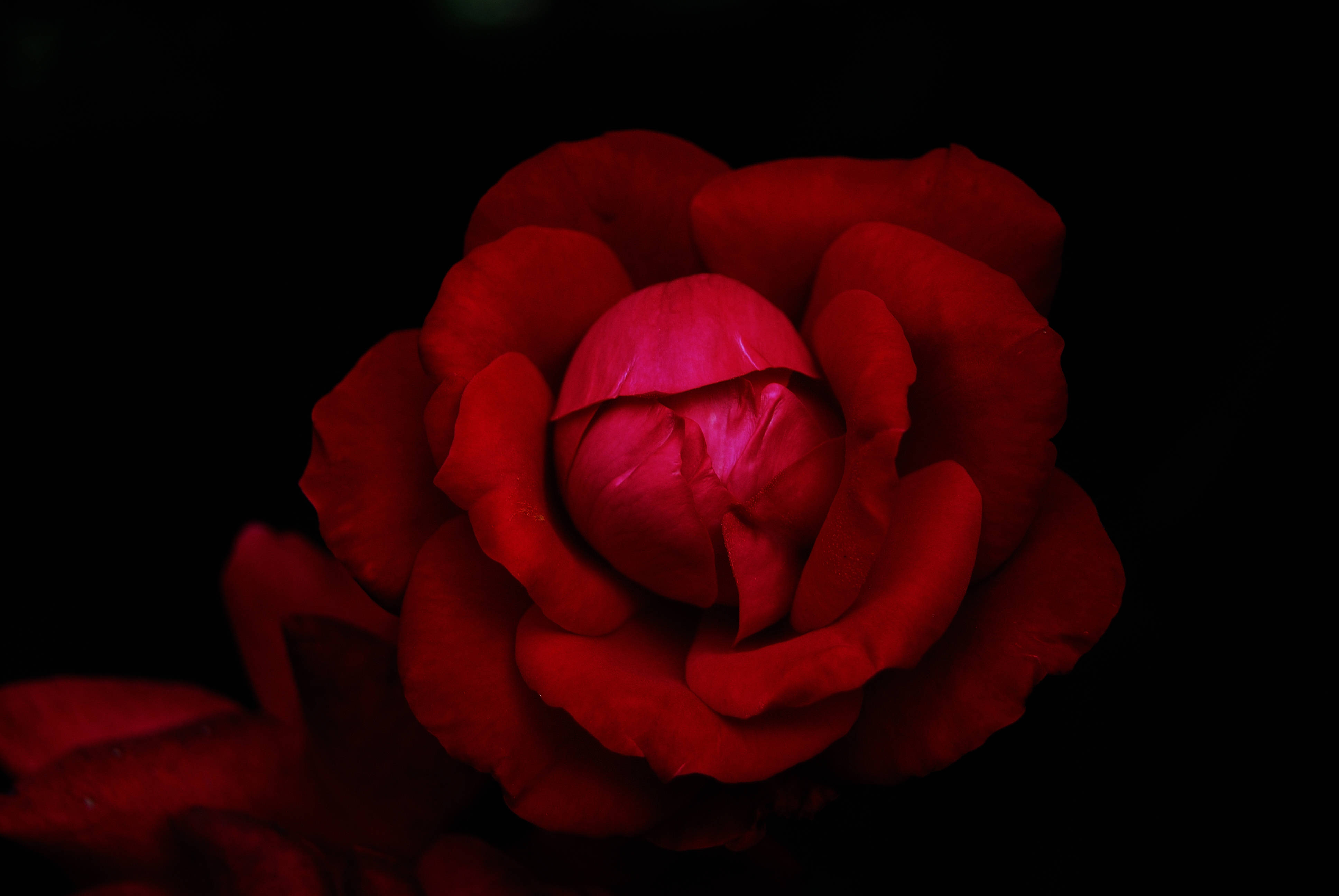 Black Red 4K, deep red rose, pitch black background, 4K Desktop Wallpaper