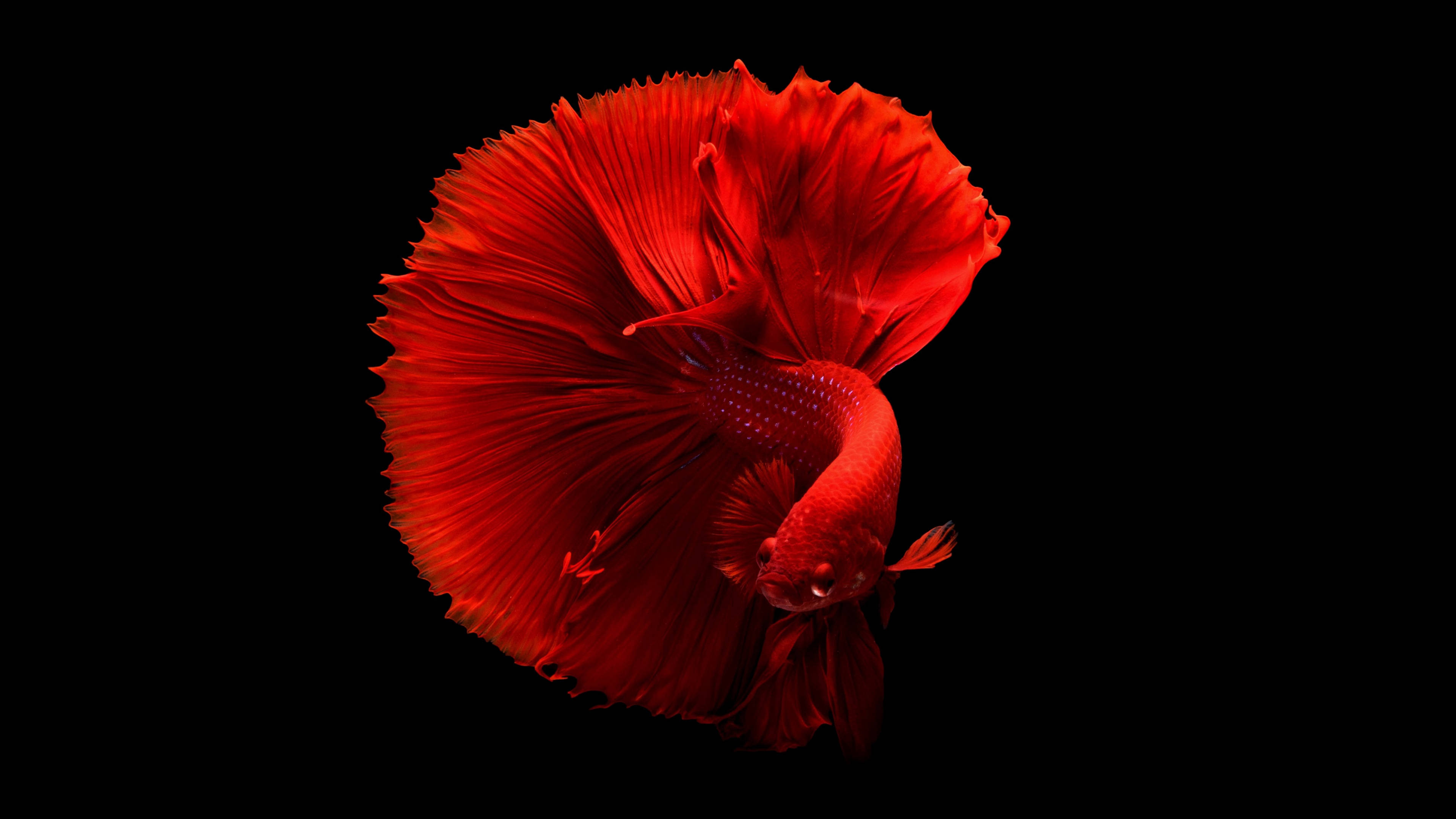 Black Red 4K, betta fish, vibrant red, 4K Desktop Wallpaper