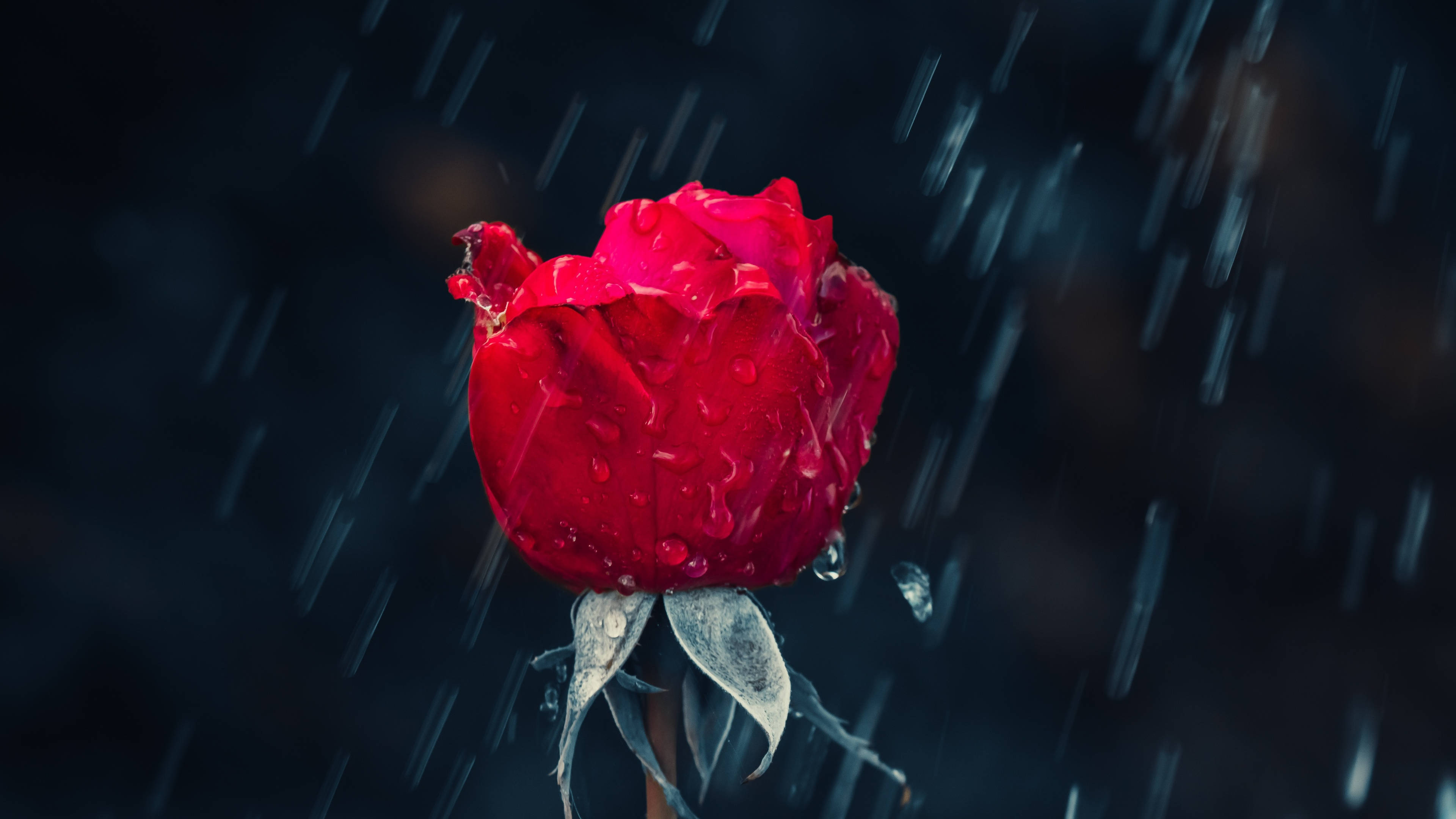 Black Red 4K, red rose, raindrops, 4K Desktop Wallpaper