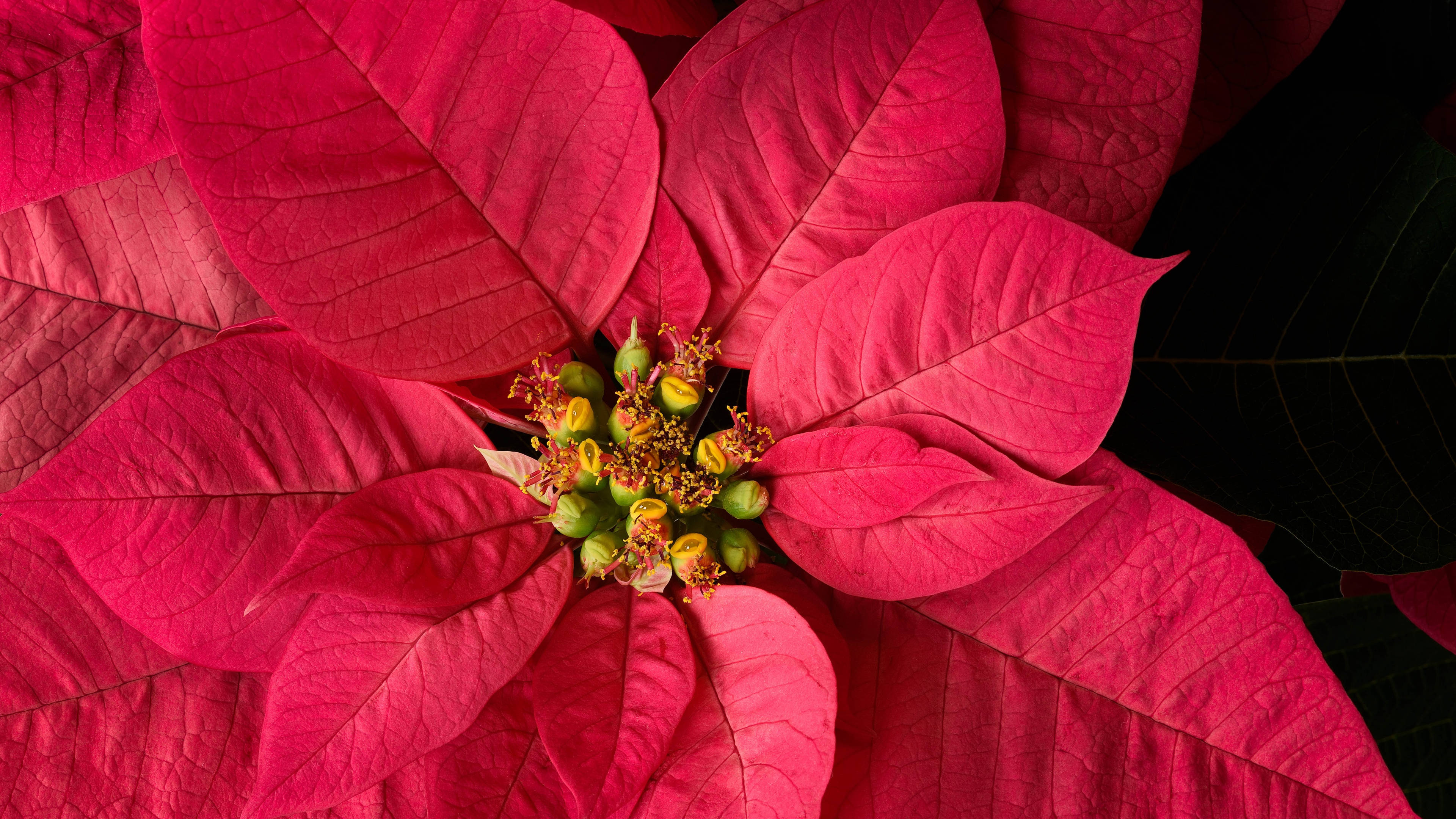 Festive Black Red 4K Leaves, red poinsettia bracts, yellow-green center blooms, 4K Desktop Wallpaper