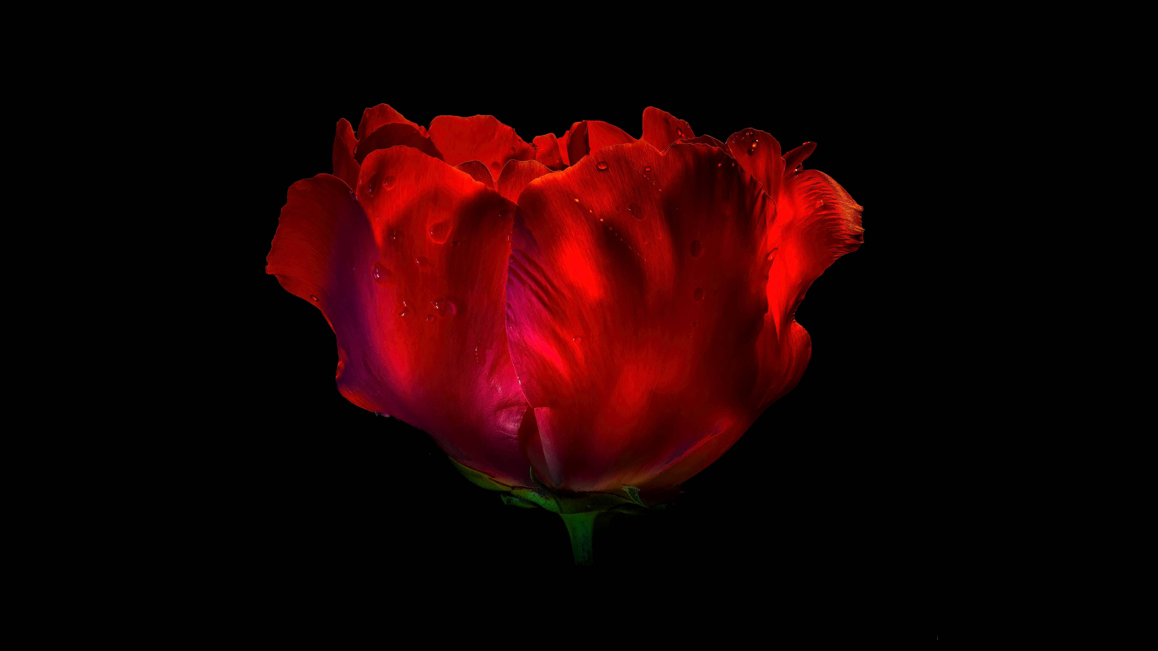 Black Red 4K, vibrant red tulip, dew drops, 4K Desktop Wallpaper