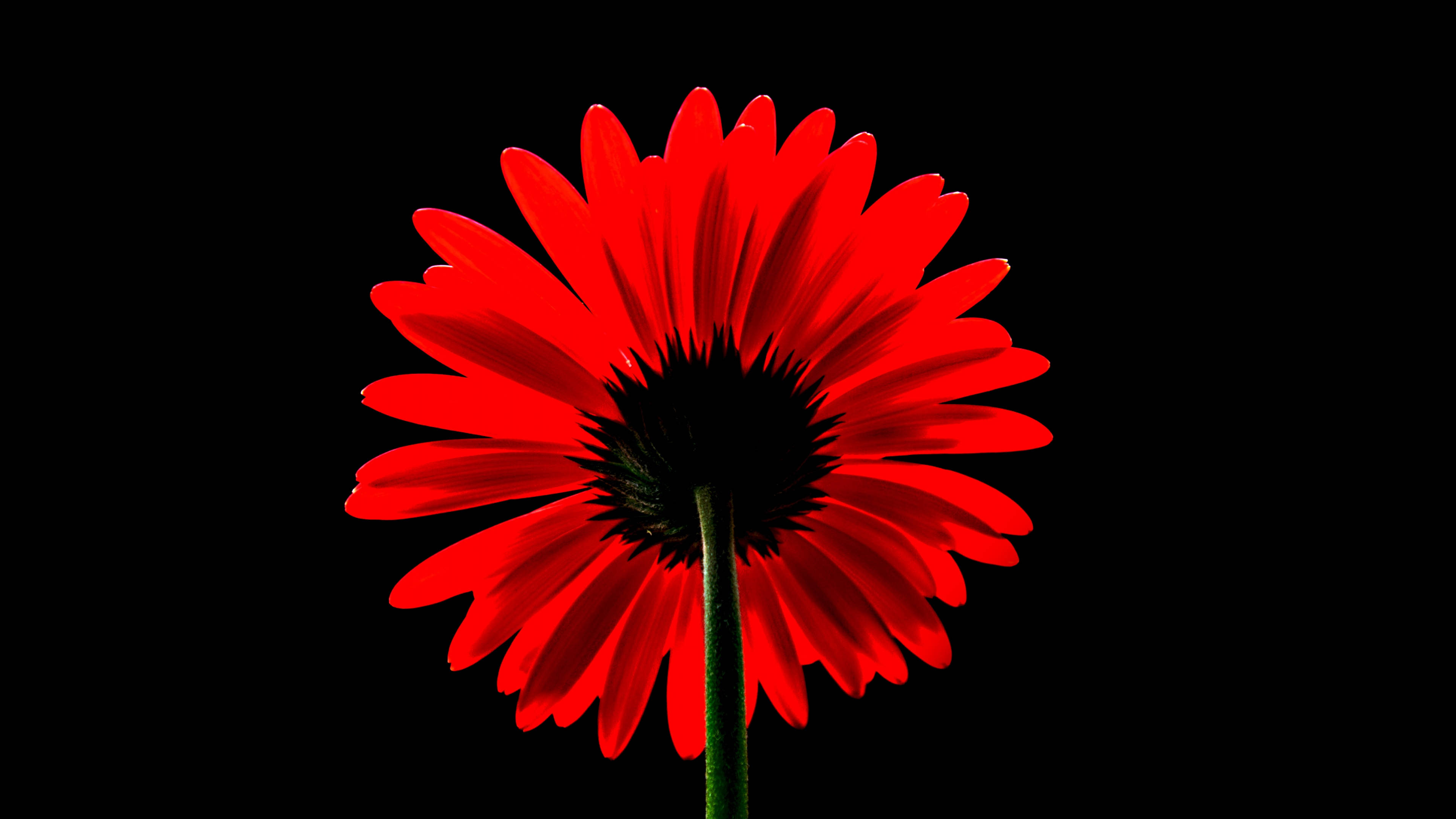 Black Red 4K, daisy, vivid red gerbera daisy, 4K Desktop Wallpaper