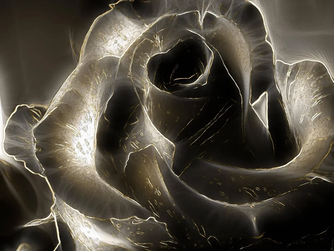 Black Rose Aesthetic