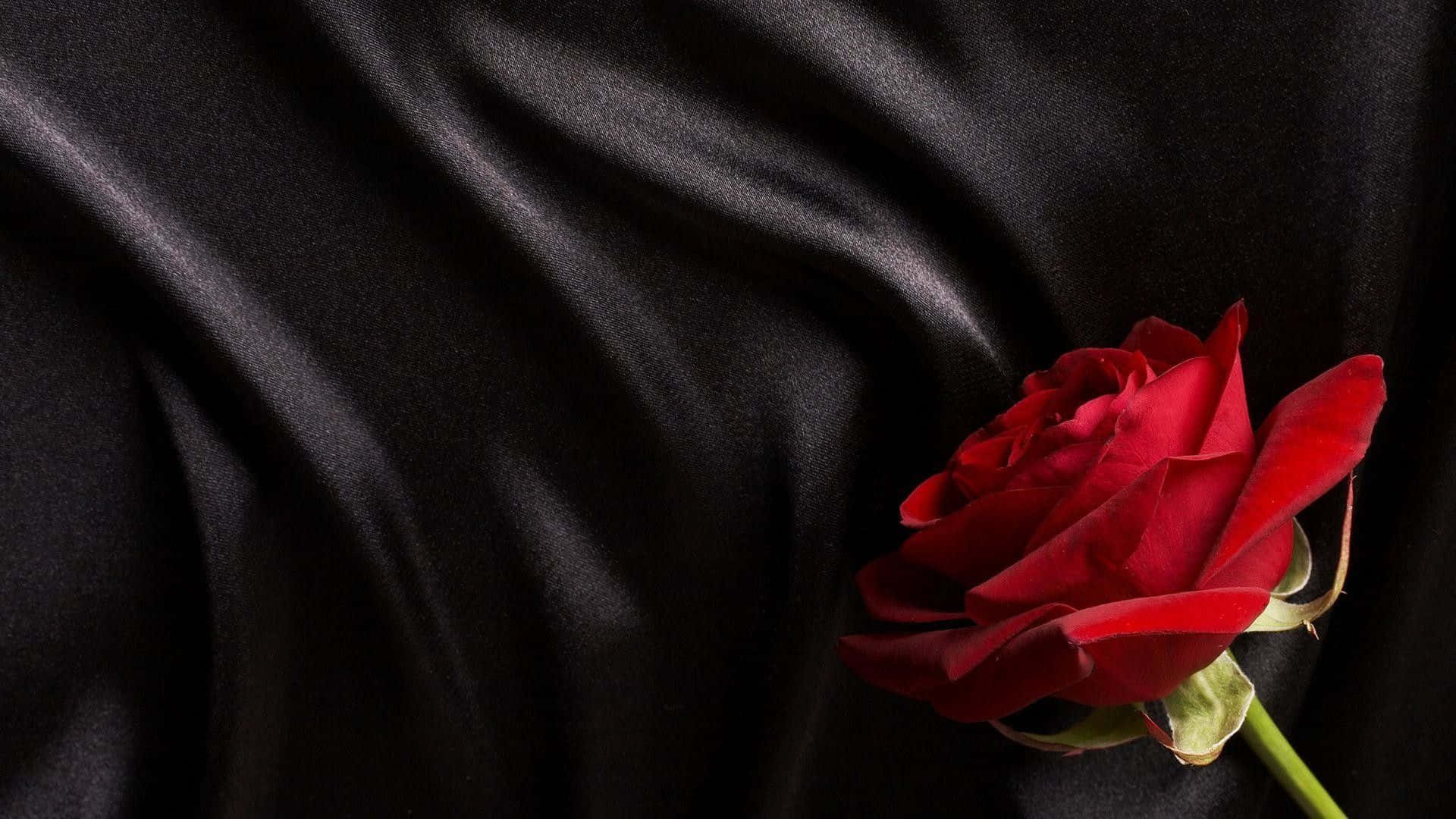 black rose, vivid red rose, black satin backdrop, Full HD Desktop Wallpaper