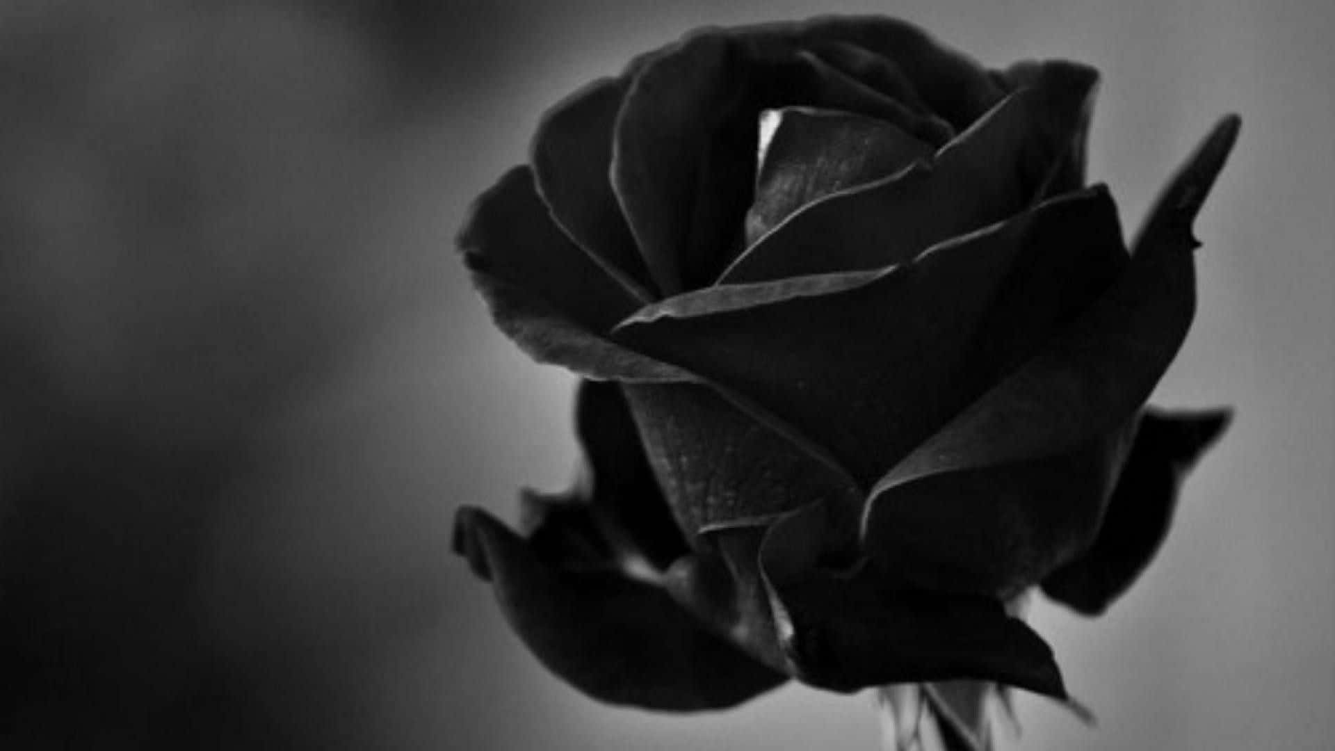 Black Rose Aesthetic, black rose, monochrome, Full HD Desktop Wallpaper
