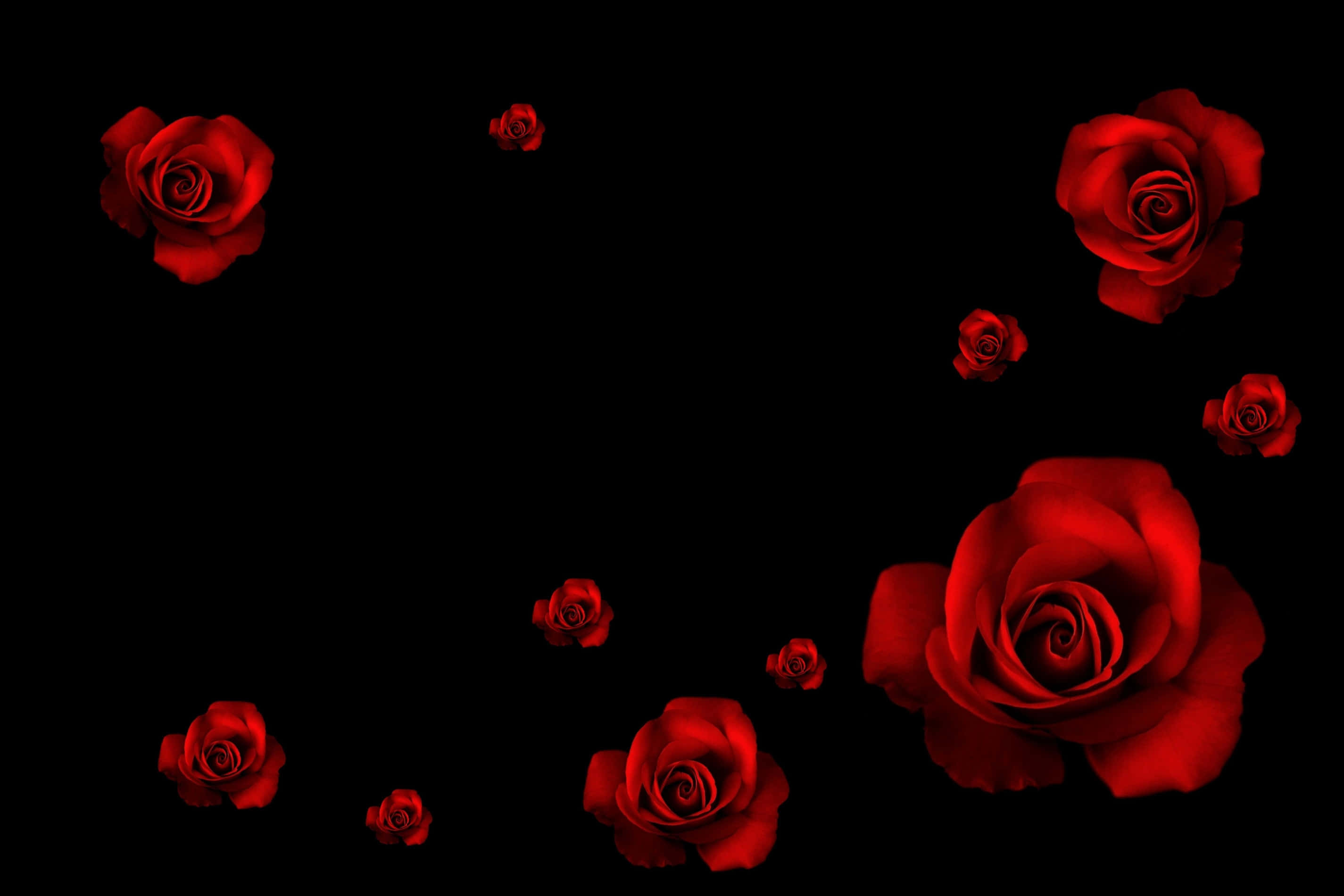 Black Rose Aesthetic, red roses, black background, 2K Desktop Wallpaper