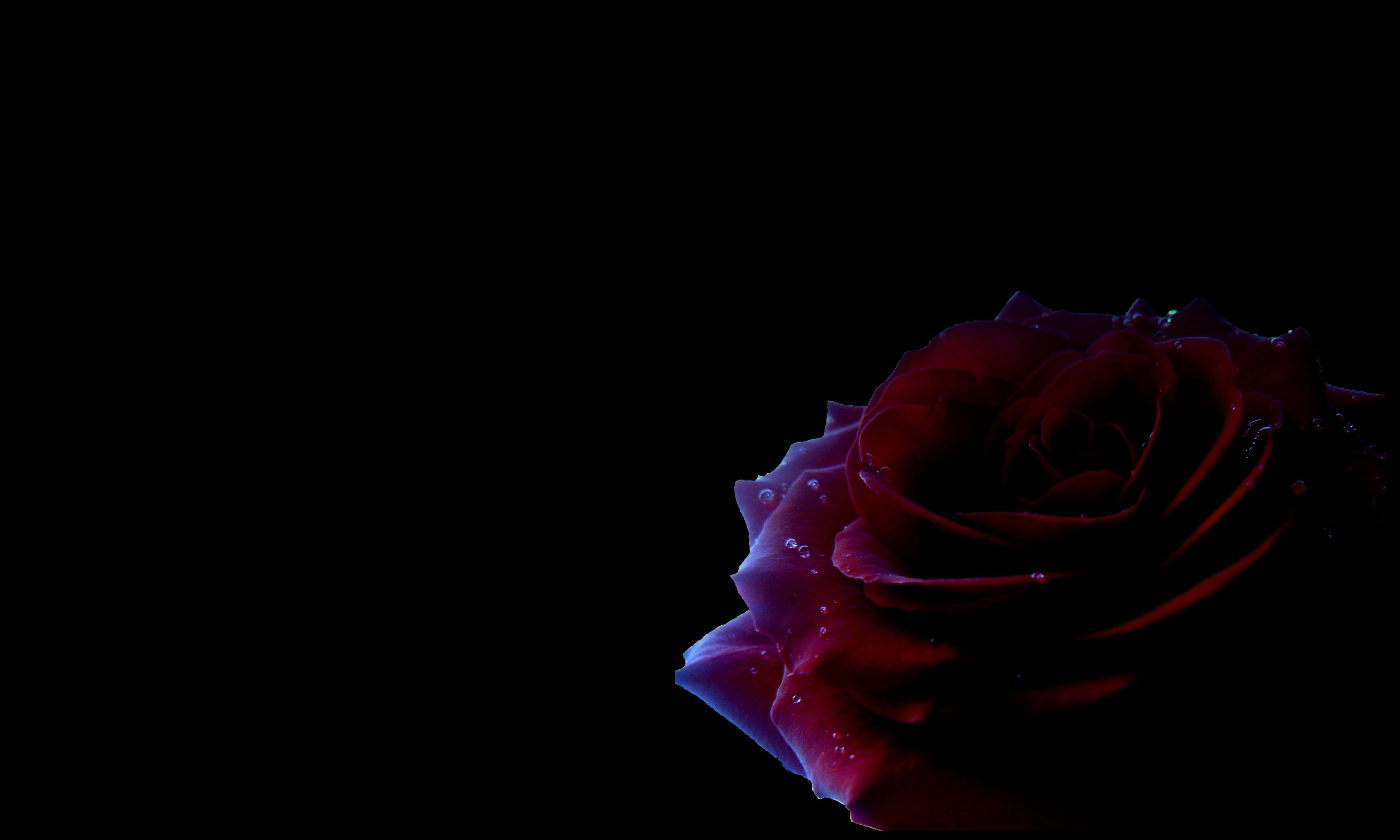 black rose aesthetic, dark red rose, dew drops, 5K Desktop Wallpaper