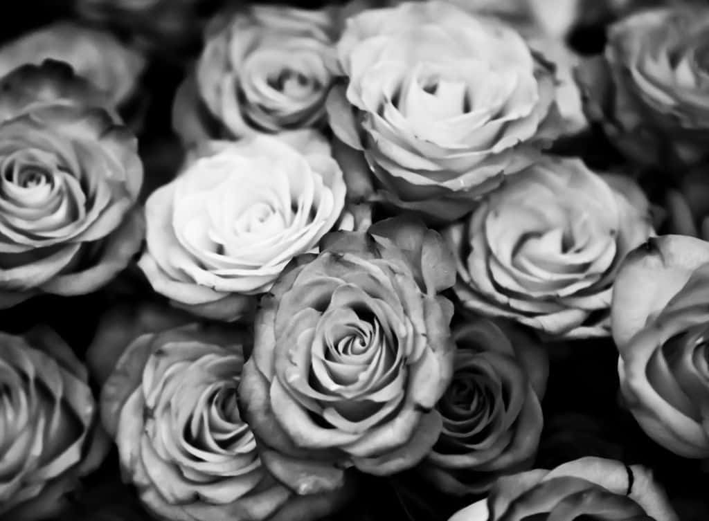 Black Rose Aesthetic, roses, monochrome, SD Desktop Wallpaper