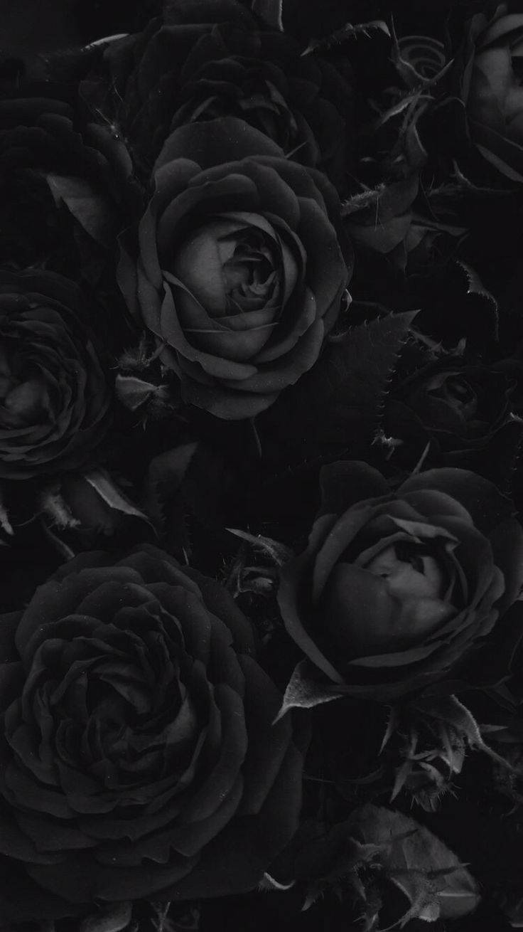Gothic Blac Roses Phone, dark roses, intricate petals, HD Phone Wallpaper