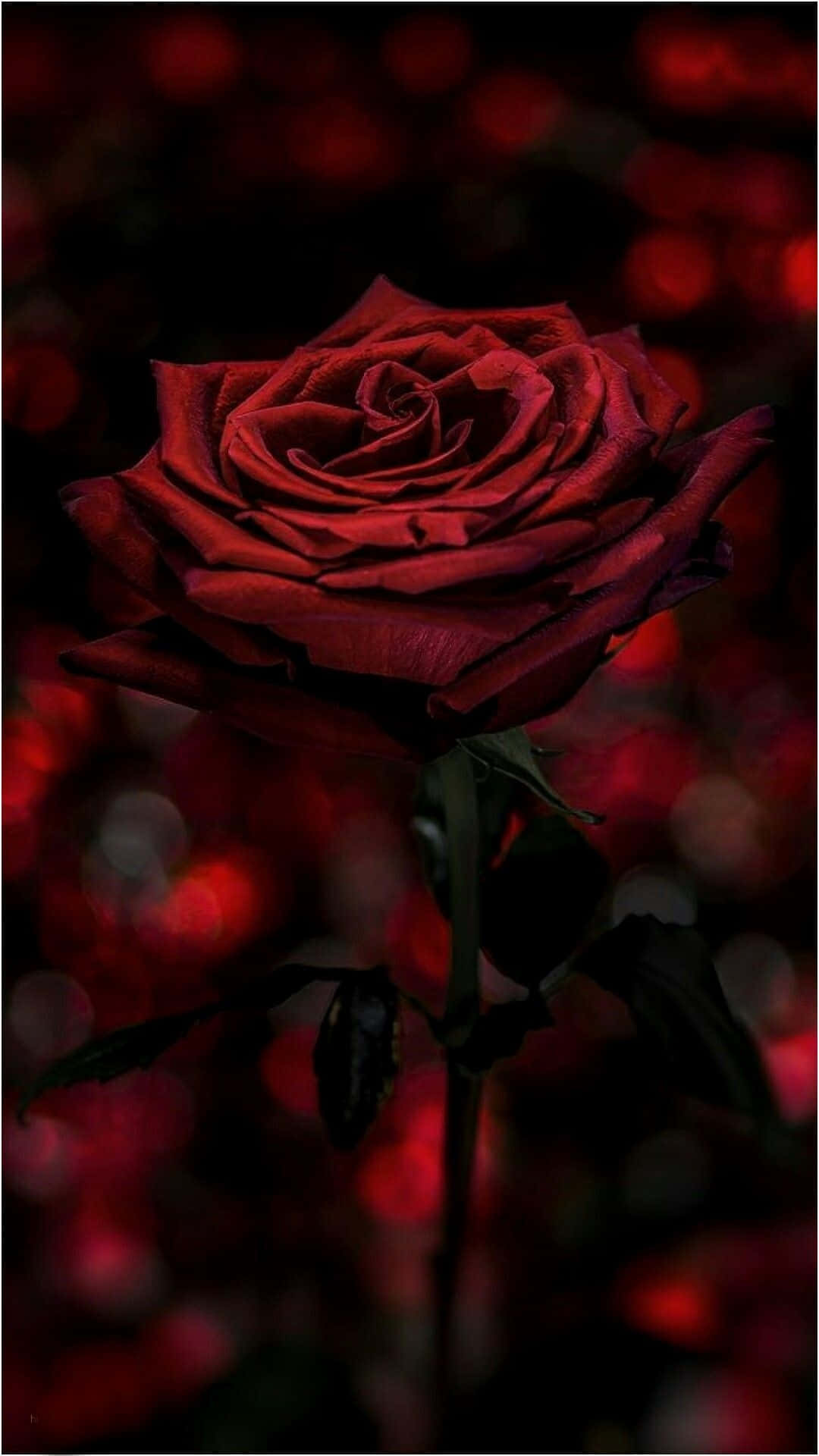 black rose, deep red rose, glowing red bokeh lights, Full HD Phone Wallpaper