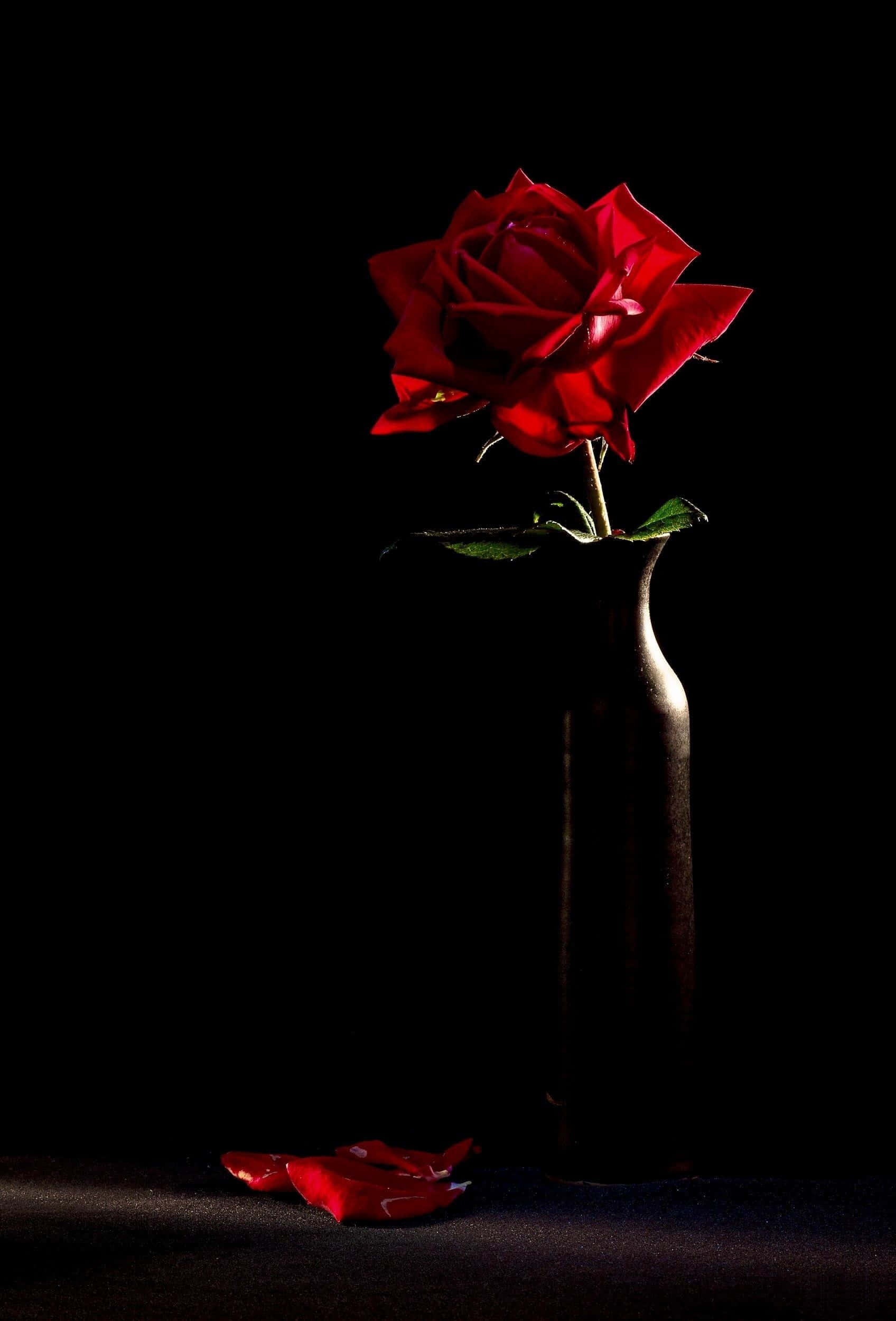 Black Rose Aesthetic, red rose, dark vase, Full HD Phone Wallpaper