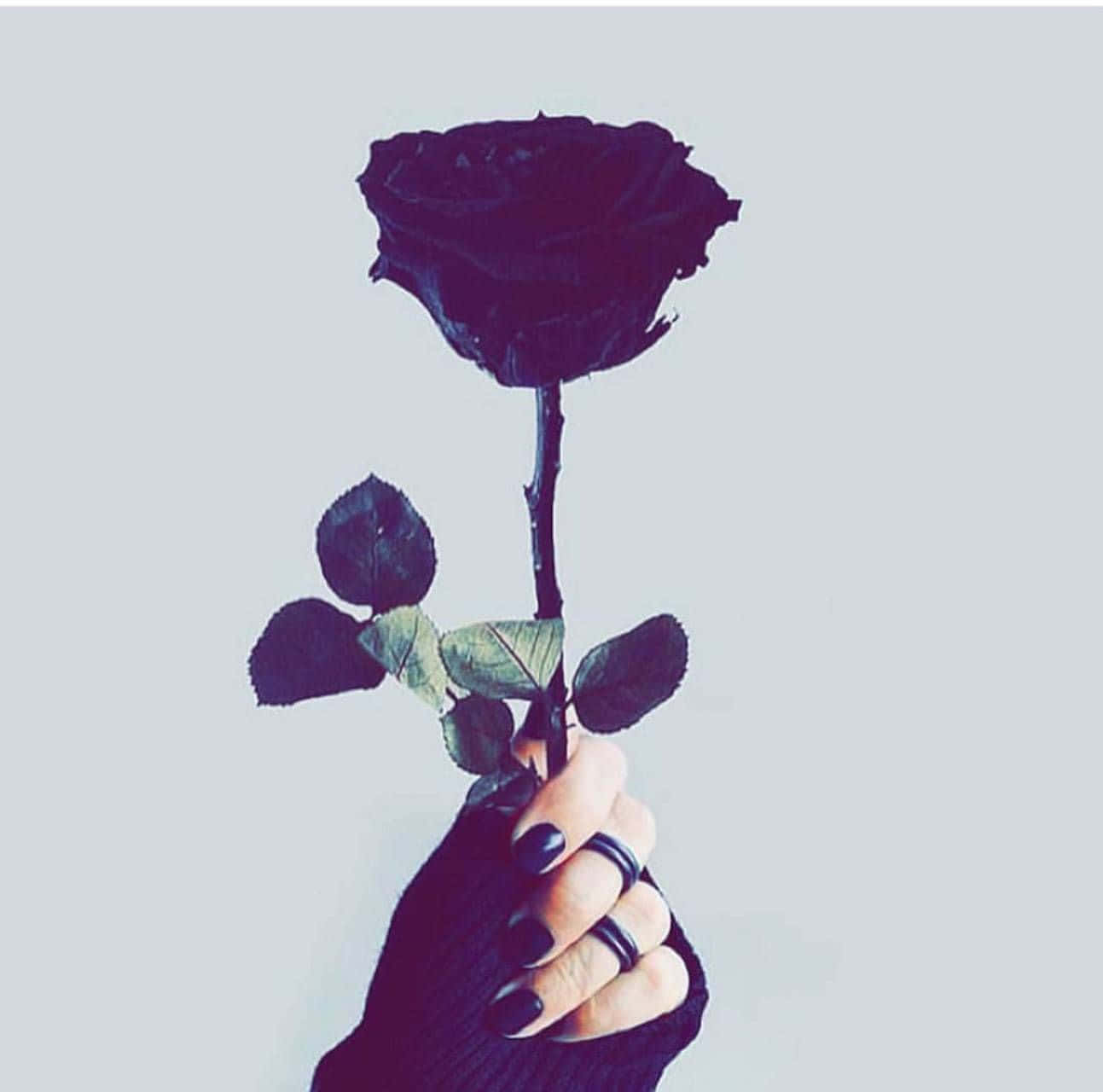 black rose, dark red rose, black nail polish, HD Desktop Wallpaper