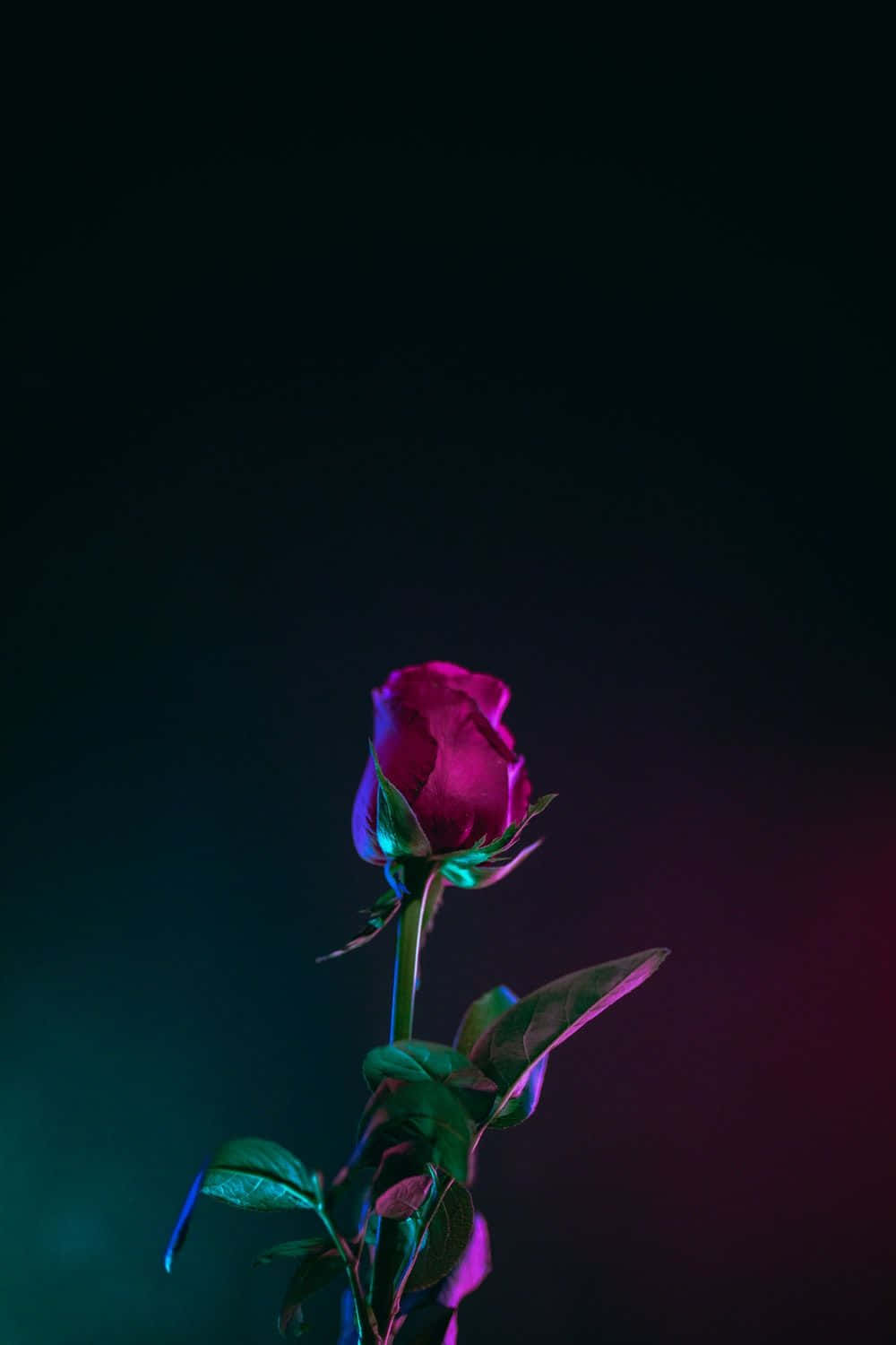 Black Rose Aesthetic, magenta rosebud, neon lights, HD Phone Wallpaper