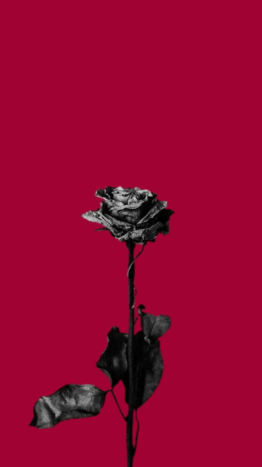 black rose, red background, withered, HD Phone Wallpaper