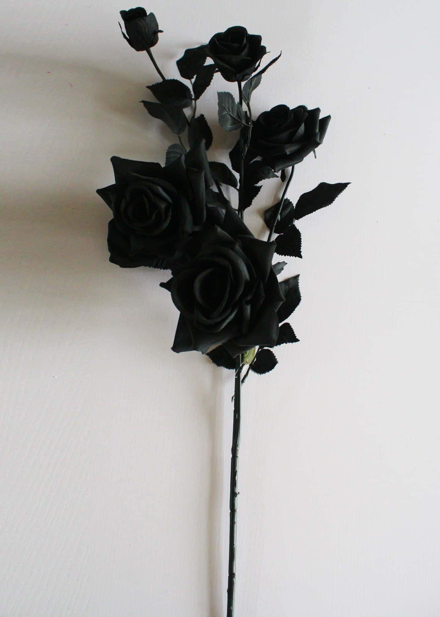 matte black roses, dark leaves, plain white background, Full HD Phone Wallpaper