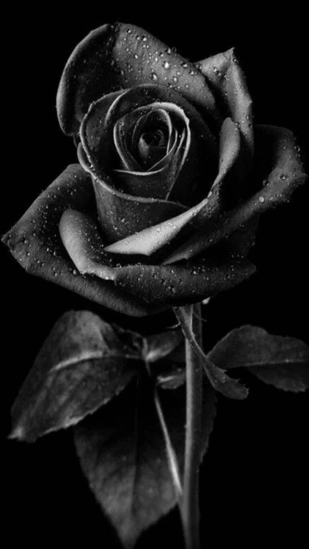 Black Rose Aesthetic, black background, single rose, Full HD Phone Wallpaper