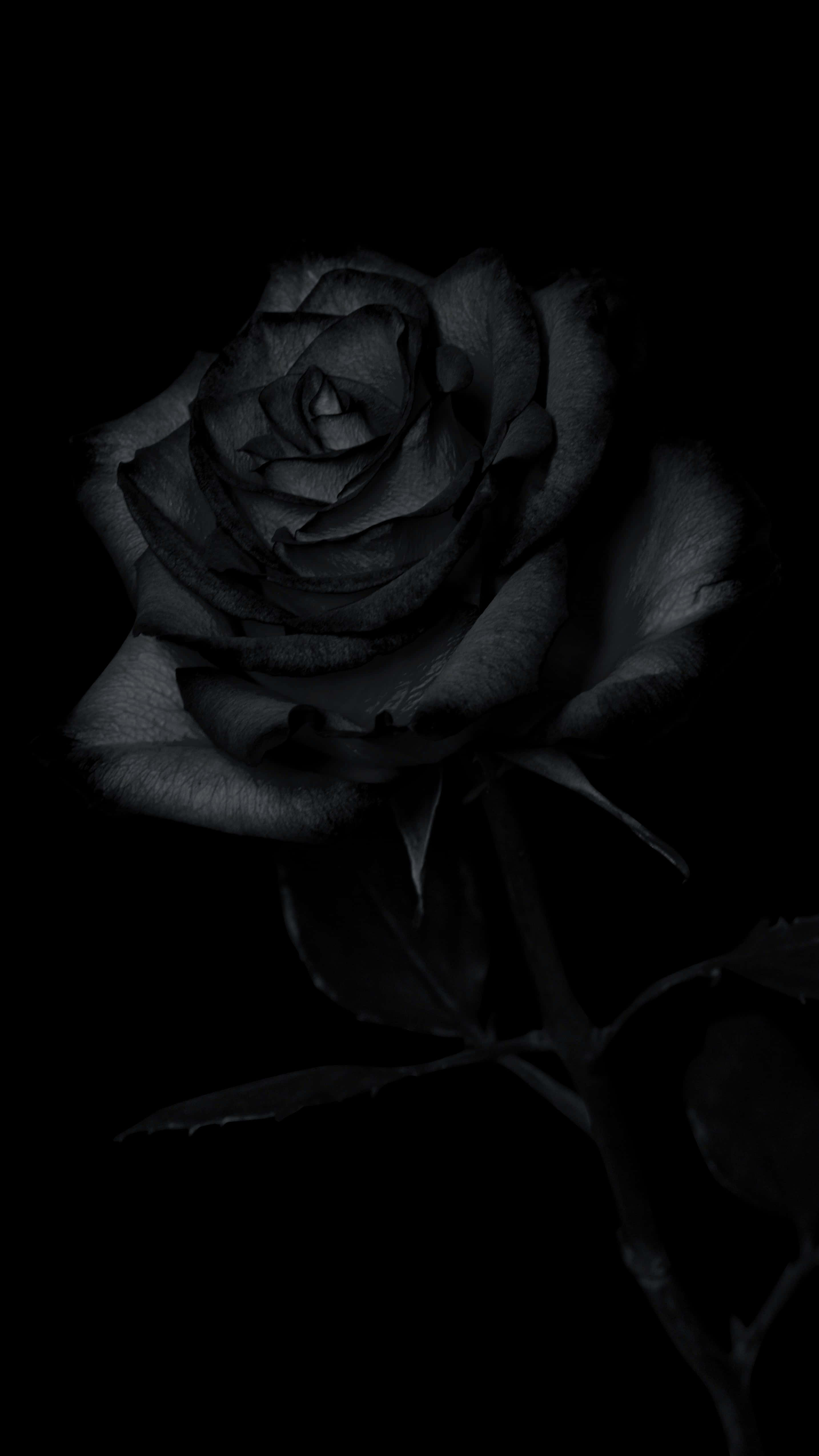 Black Rose, pure black background, delicate textured petals, 4K Phone Wallpaper