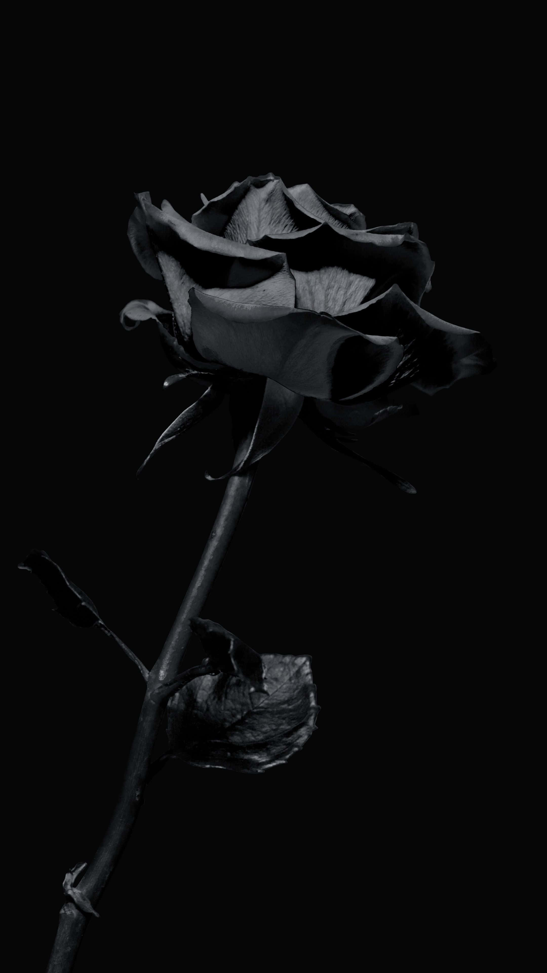 Black Rose, wilted petals, drooping stem, 4K Phone Wallpaper