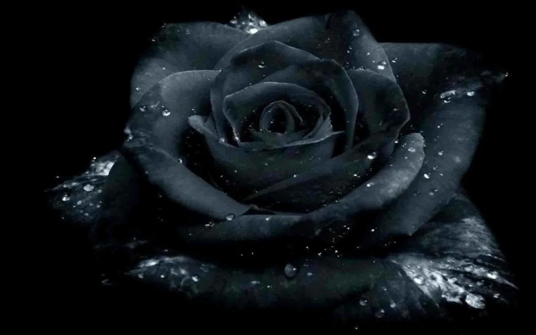Black Rose iPhone