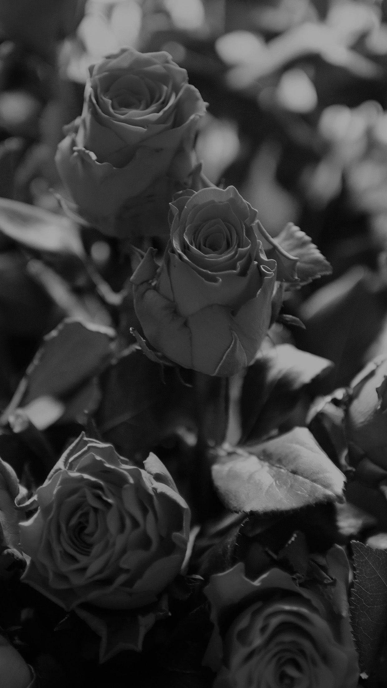 Black Rose iPhone, roses, monochrome, Full HD Phone Wallpaper