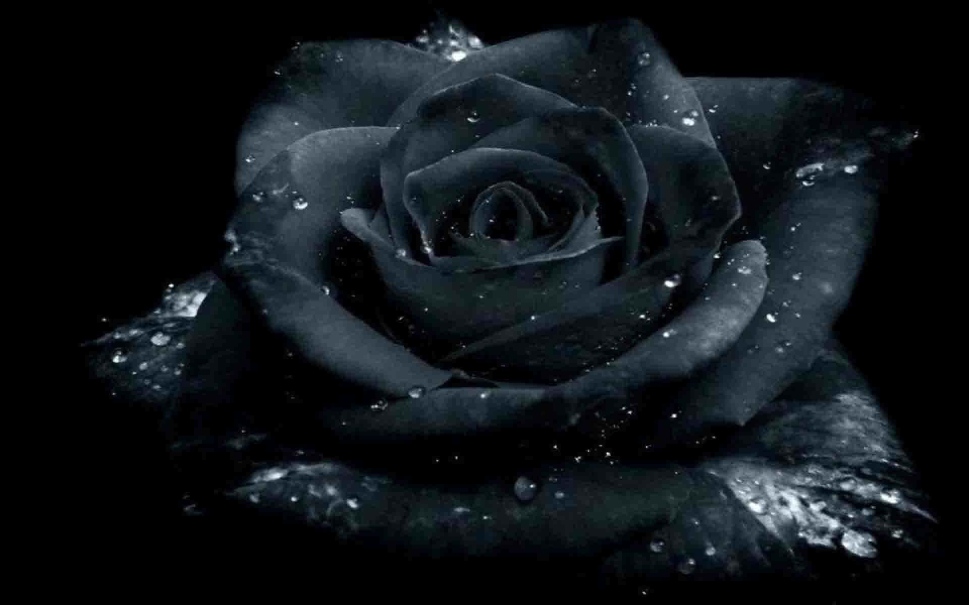 Black Rose, dewdrops, pure black background, Full HD Desktop Wallpaper