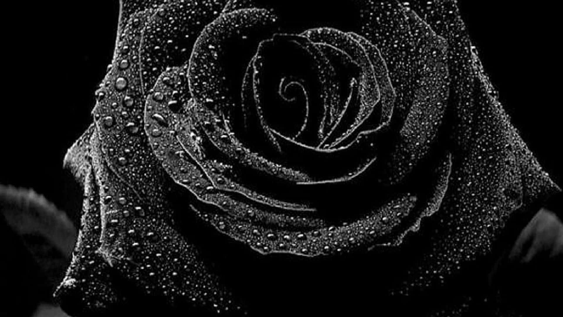 black rose, monochrome, water droplets, Full HD Desktop Wallpaper