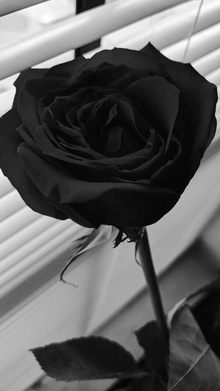 Black Rose iPhone, black rose, monochrome, HD Phone Wallpaper