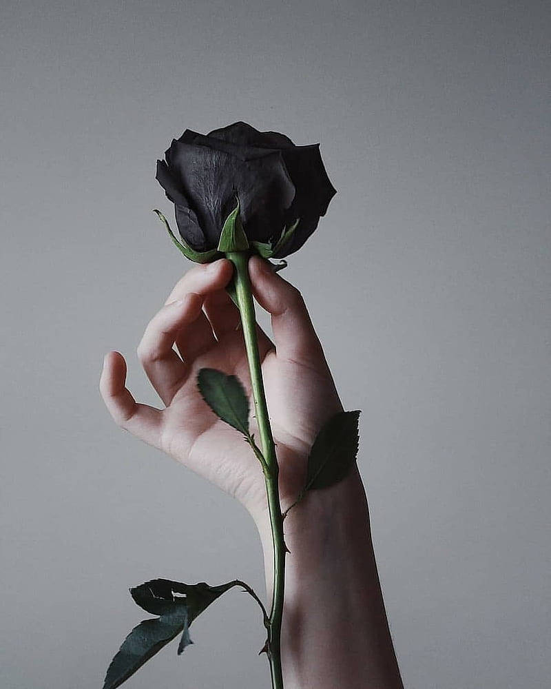 Black Rose iPhone, black rose, soft gray background, SD Phone Wallpaper