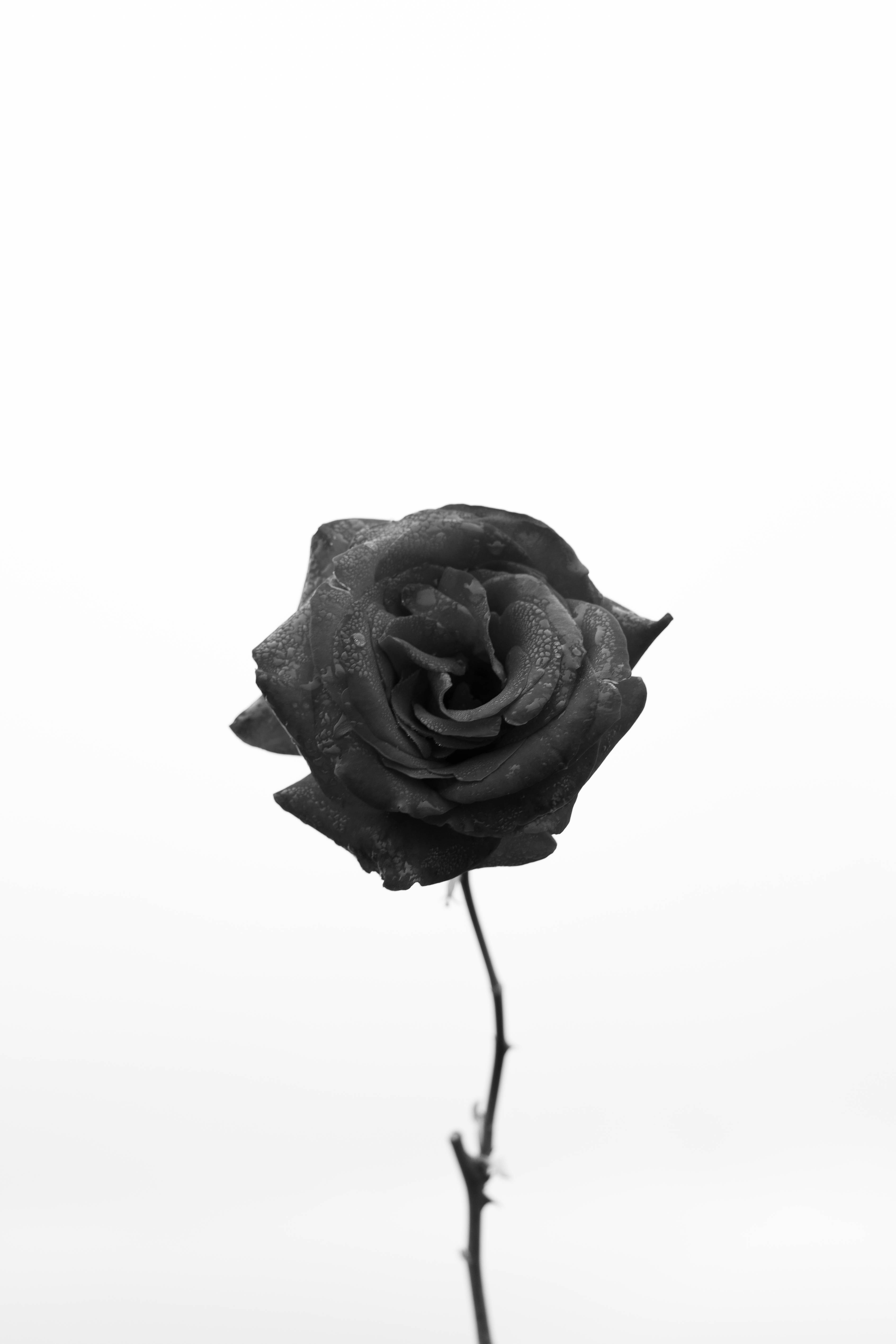Black Rose iPhone, black and white rose, delicate petals, 5K Phone Wallpaper