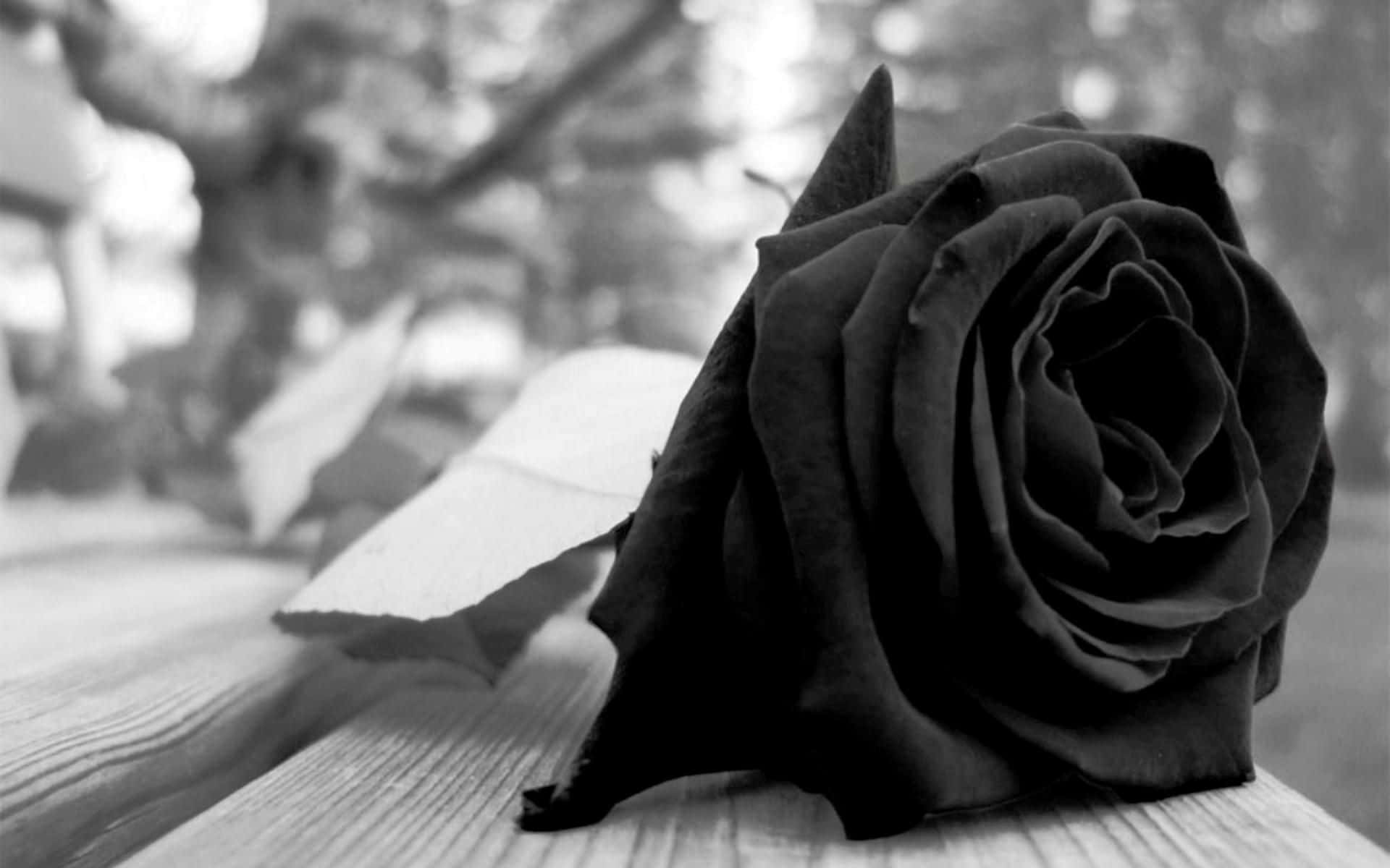Black Rose, weathered wood, soft blurred foliage, Full HD Desktop Wallpaper
