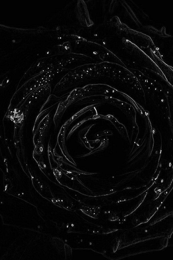Black Rose iPhone, black rose, glowing white droplets, SD Phone Wallpaper