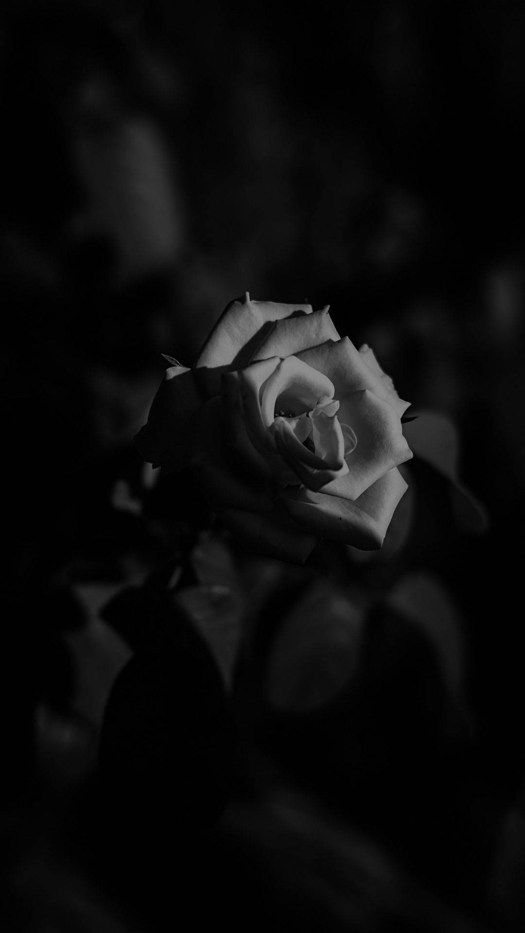 Black Rose iPhone, monochrome, deep shadowed background, Full HD Phone Wallpaper