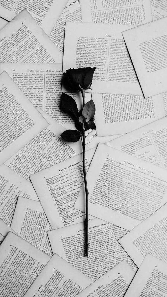 Black Rose iPhone, black rose, scattered pages, SD Phone Wallpaper