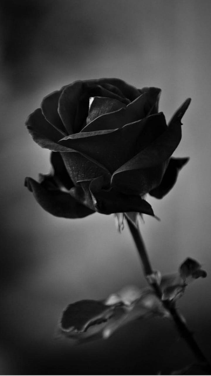Black Rose iPhone, black rose, monochrome, HD Phone Wallpaper