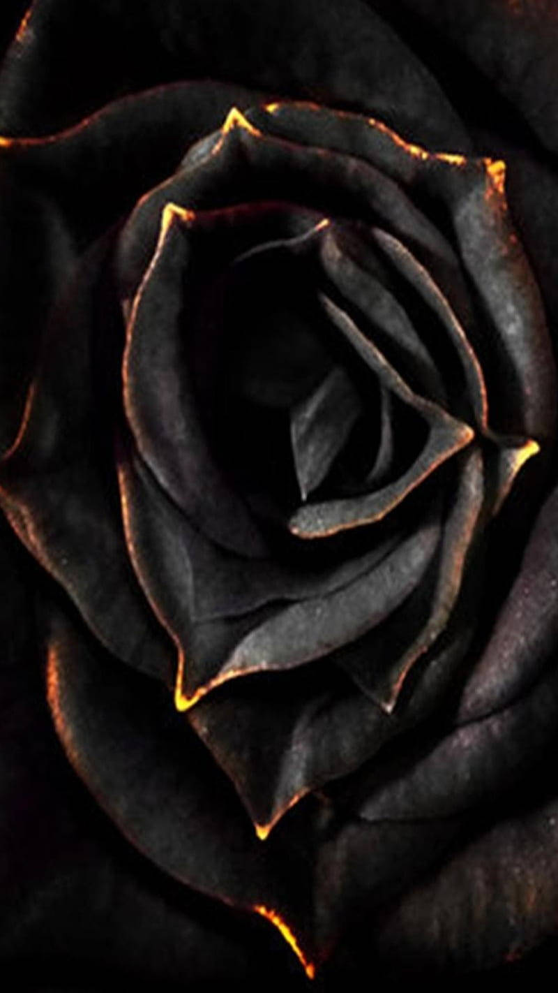 Black Rose iPhone, black rose, glowing golden edges, HD Phone Wallpaper