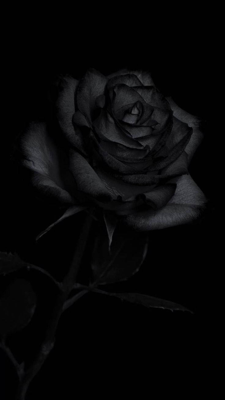 Black Rose iPhone, black rose, intricate petals, HD Phone Wallpaper