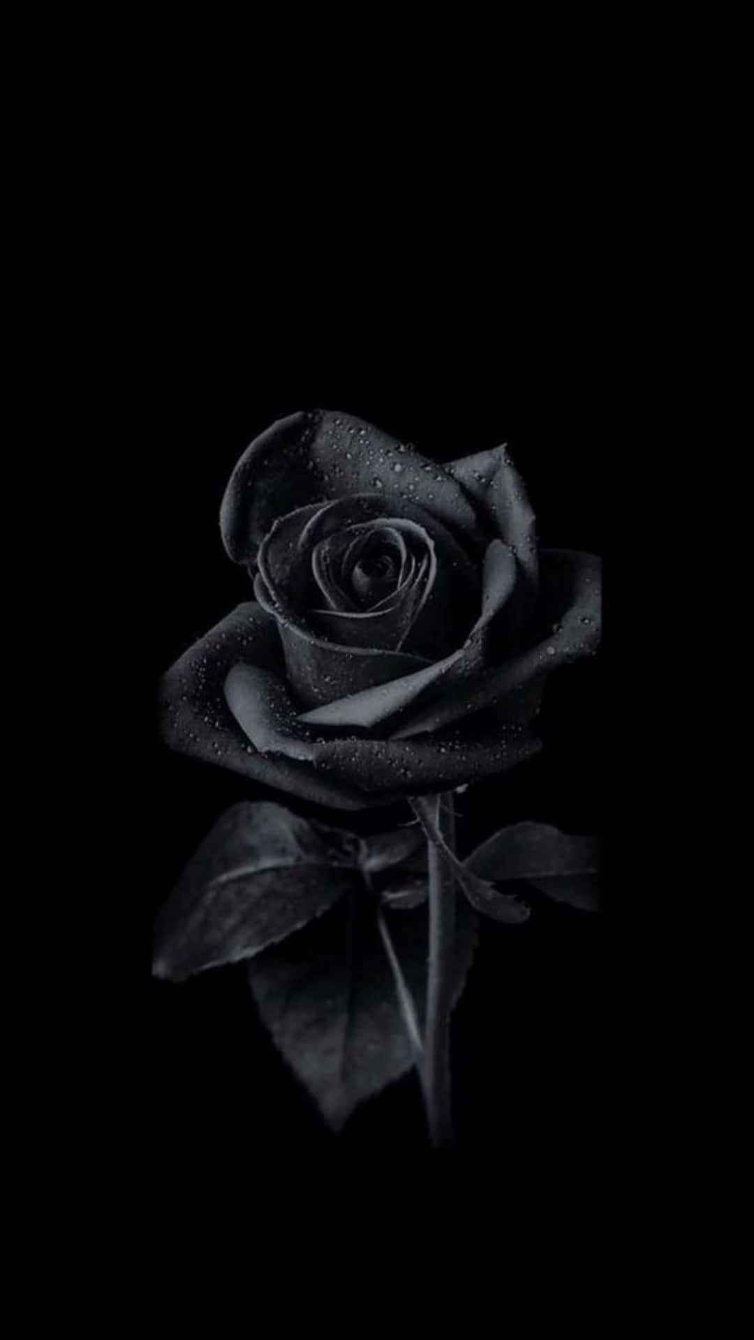 Black Rose, dew drops, pure black background, Full HD Phone Wallpaper