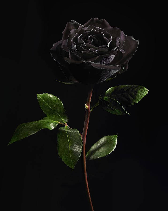 Black Rose iPhone, black rose, glossy green leaves, SD Phone Wallpaper