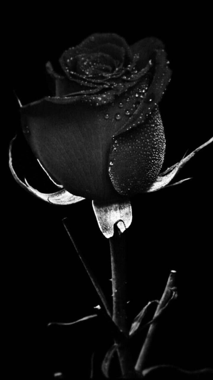 Black Rose iPhone, black rose, glistening dewdrops, HD Phone Wallpaper