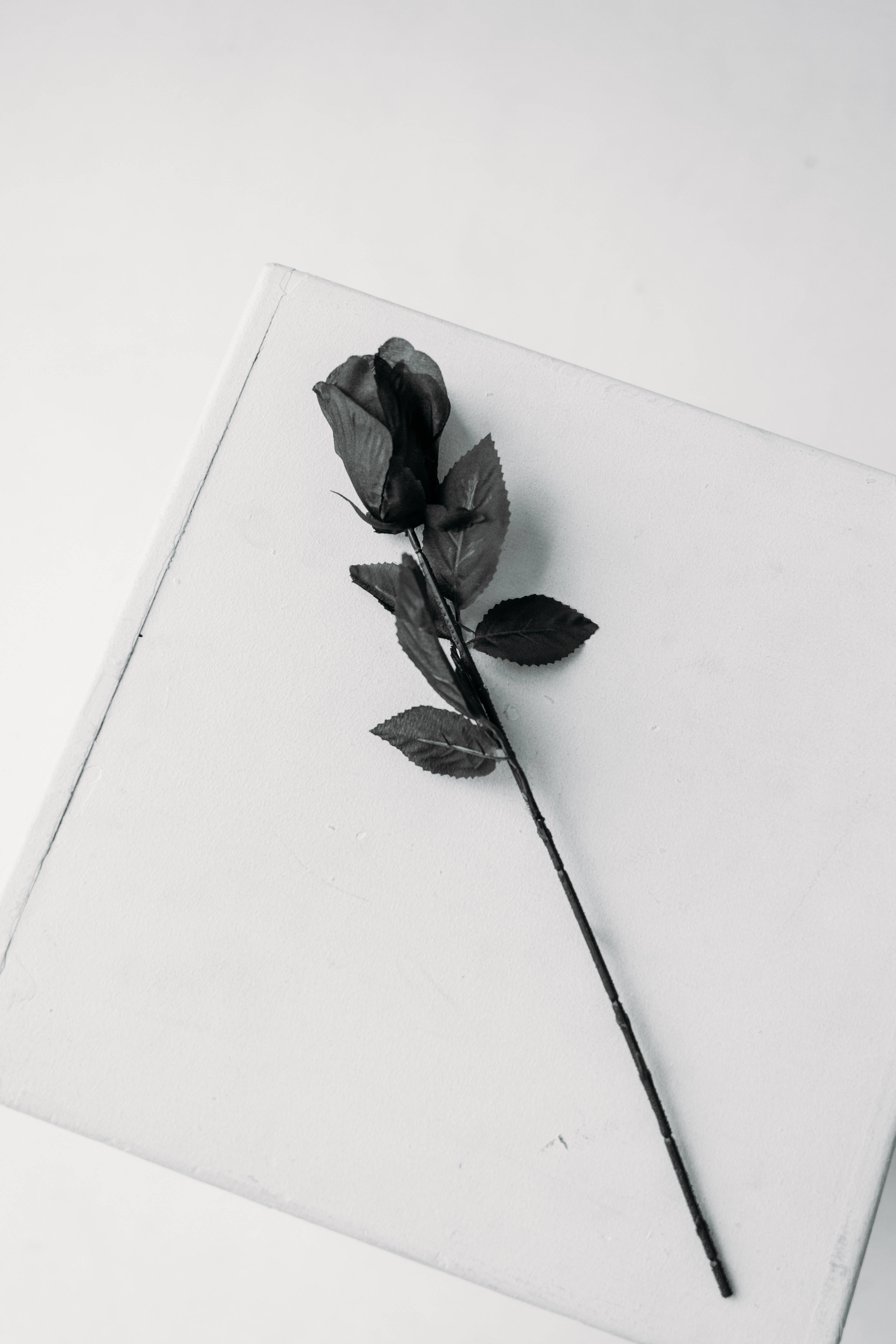 Black Rose iPhone, single black rose, dark leaves, 5K Phone Wallpaper