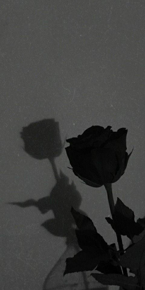 Black Rose iPhone, black rose, textured gray wall, SD Phone Wallpaper